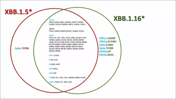 XBB.1.16* Mutational Profile