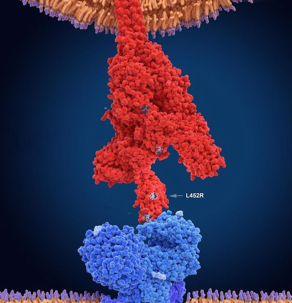 In der jüngsten Entwicklung rund um das Coronavirus gibt es eine überraschende Wendung – die Mutation L452 von SARS-CoV-2 wird zum Gesprächsthema.