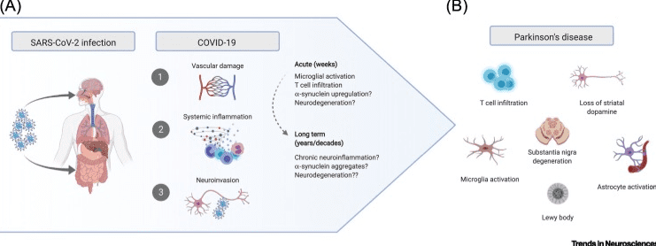 Acute Parkinsonism Following COVID-19: Exploring Cellular and Molecular Mechanisms and Long-Term Parkinson's Disease Risk