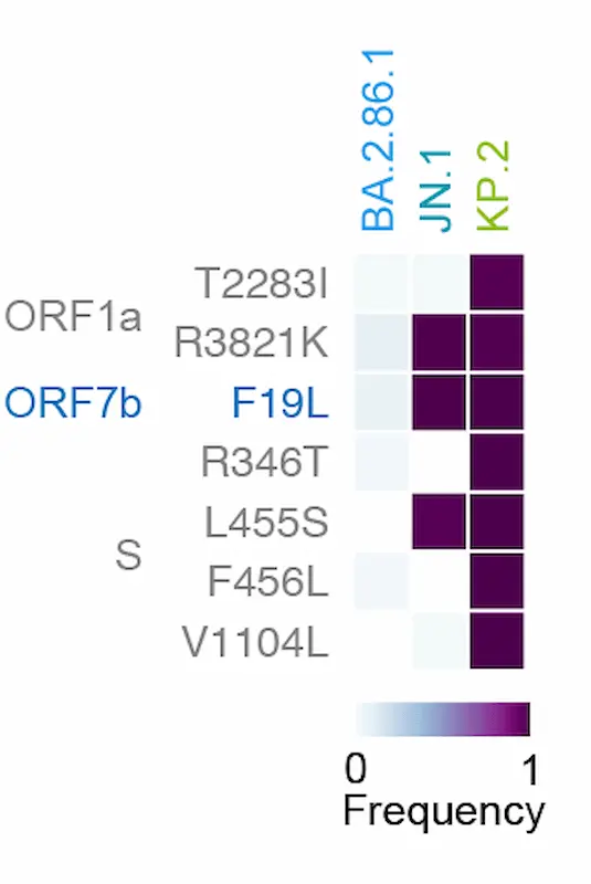 Illustration einer Viruspartikelkette mit dem Text 'Neue SARS-CoV-2-Variante KP.2: Stärkere Immunresistenz und erhöhte Übertragbarkeit