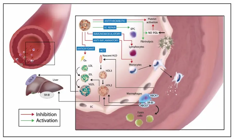 Diagramm, das den Zusammenhang zwischen HDL-Cholesterin und Ferritinwerten bei Long COVID illustriert