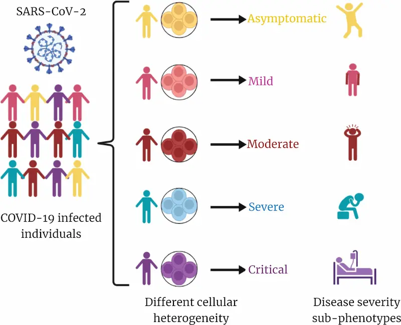 Illustration von Immunzellen, die verschiedene Reaktionen auf COVID-19 zeigen, um die Bedeutung zellulärer Heterogenität zu veranschaulichen.