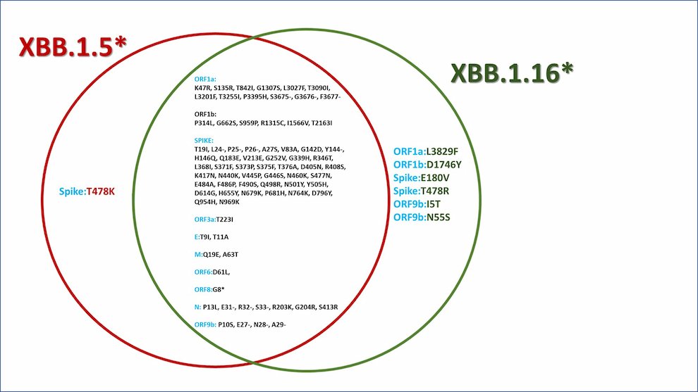 XBB.1.5* & XBB.1.16* Mutational Profile